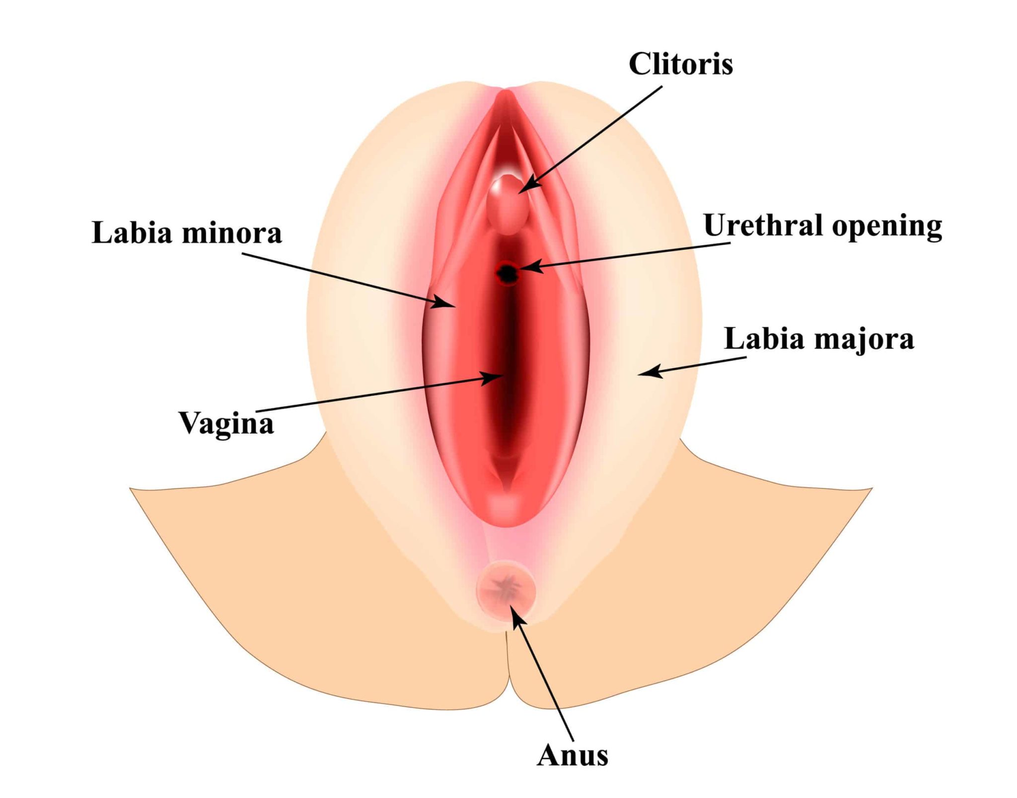 Enlarged Labia Causes, Symptoms and Treatments Labial Hypertrophy